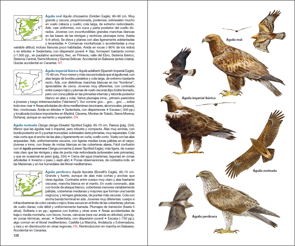 Sample page of Aves de España Aves de España sample page